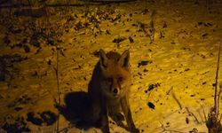 Kartepe’de Aç Kalan Tilkiyi Eliyle Besledi