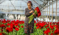 850 Milyon Dal Çiçek Üretildi, Yüzde 75’i Yurt Dışına Gönderildi