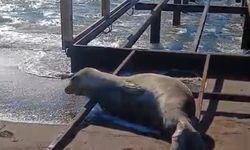Akdeniz Kıyısında Akdeniz Foku Görüldü