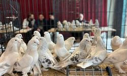Ankara’da Güvercin Festivali Düzenlendi
