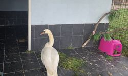 Bakım Altına Alınan Kuğu Doğaya Bırakıldı