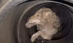 Bingöl'de dükkan içerisine giren kurt ekipler tarafından yakalandı