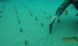 Çanakkale Boğazı’nda Nesli Tehlikedeki Pinalar Artıyor