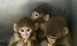 Denetimde 3 Makak Maymunu Ele Geçirildi: Koruma Altında