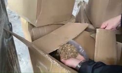 Depo Ahırında 2 Ton Kaçak Tütün ile 372 Bin Makaron Bulundu