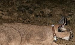 Dr. İlemin: Karakulak Türü Ekosistem Gösterge Türü Oldu