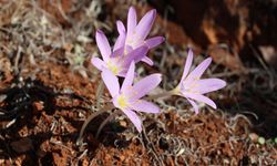 Endemik Türleri Koparmanın Cezası 699 Bin 245 TL