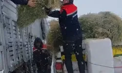 Tipide Mahsur Kalan TIR’daki Hayvanlara Erzurum’da Yem Yardımı Yapıldı