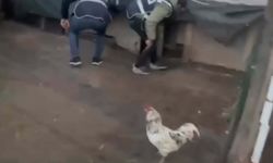 Saklandığı Kümeste Öksüren, Firari Hükümlü Yakalandı