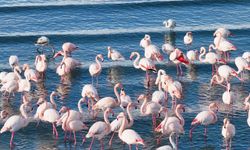 Flamingoların Soğuk Havaya Rağmen Göç Etmemesi Dikkat Çekti