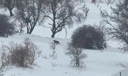 Batman Gercüş’te Aç Kalan Kurtlar: Yerleşim Alanında Görüldü