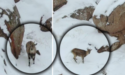 Karla Kaplı Kayalıklarda Dağ Keçileri Görüntülendi