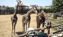 Kocaeli’de 33 Yıldır Hizmet Veren Hayvanat Bahçesi Kapatıldı