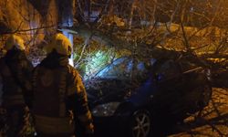 Beykoz’da Etkili Olan Fırtına Sonrası Devrilen Ağaç Otomobilleri Etkiledi