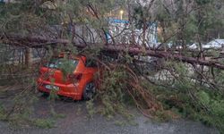 İstanbul Kadıköy’de Ağaç Otomobilin Üzerine Devrildi