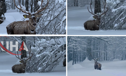 Kuzuyayla Tabiat Parkı'nda Karlar Altında Kızılgeyik