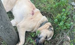 Kangal Köpeğinin Vurulduğu Olay Sonrası 1 Şüpheli Yakalandı