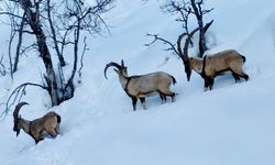 Karla Kaplı Munzur Vadisi’nde Yiyecek Arayan Yaban Keçileri Görüntülendi
