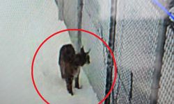 Kayseri’de Tel Örgüler İçinde Mahsur Kalan Vaşak Kurtarıldı