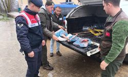 Kırklareli’nde Koruma Altındaki Karacaya Eylem Cezası: 50 Bin TL