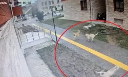 Amasya’da Karne Yolunda Korku Yaşayan Öğrenci Apartmana Sığındı