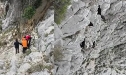 Antalya Serik’te Dağlık Alanda Keçi Kurtarma Operasyonu Yapıldı