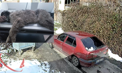 Yolda Yatarken Otomobilin Ezdiği Köpeğin Daha Önce Tüfekle Vurulduğu Ortaya Çıktı