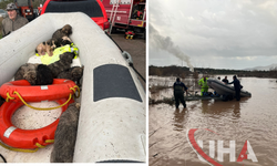 Manisa’da Çaya Düşen 9 Köpek Yavrusu Kurtarıldı