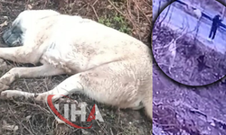 Kendisine Doğru Koşan Köpeği Tüfekle Vurdu