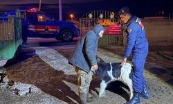 Nevşehir’de Buzağı Çalan 5 Kişi Tutuklandı