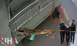 Kamyonetiyle Kediyi Ezen Sürücüye Barınak Cezası