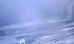 Köye İnen Kurt Sisli Havada 200 Koyunu Katletti