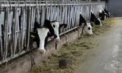 Şap Hastalığı İçin Yerli Sprey Geliştirildi