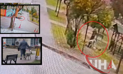 Sahipsiz 2 Kurt Köpeği, Evcil Köpeğe Ve Sahibine Saldırdı