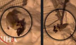 Kümese Giren Tilki Tavuğu Alıp Götürdü