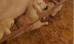 Üzerinde Kar Biriken Çadır Çöktü, 3 Küçükbaş Telef