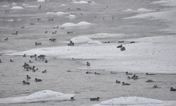 Yeşilbaş Ördeklerin Yüzeyi Kısmen Donan Çayda Yaşam Mücadelesi