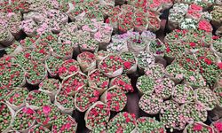 Çiçek İhracatında 160 Milyon Dolarlık Rekor