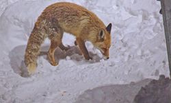Bitlis’te Tilkilerin Yiyecek Arayışı Görüntülendi
