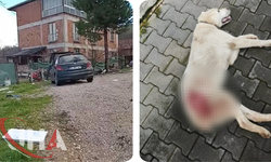 Bahçesine Giren Köpeği Tüfekle Vurdu