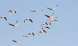 Ayvalık'ta 14 Bini Aşan Kuş Sayısı Sulak Alanları Zorluyor