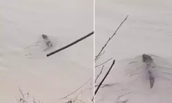 Bartın Irmağı’nda Su Samuru İzine Rastlandı