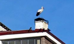 Ardahan’da Baharın Müjdecisi Leylekler Bu Yıl Erken Görüldü