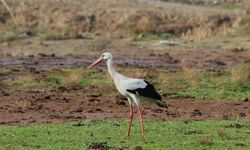 Aydın’da yılın ilk leyleğini fark eden kişi unla ödüllendirildi
