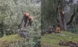 Muğla Valiliği’nden Milas’ta Zeytin Ağacı Kesimine Soruşturma