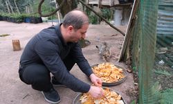 Babadan Kalan Alışkanlıkla Kedilere Yemek Götürüyor