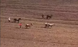 Yabani Otları Atlarla Temizledi, Tepki Topladı
