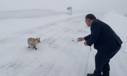 Başkan, Karlı Yolda Aç Kalan Tilkiyi Besledi