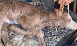 Buzağısının Tedavisi Sürerken Yanından Ayrılmadı