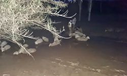 Çamura saplanan koyunlar kurtarıldı; 2 koyunda kayıp yaşandı